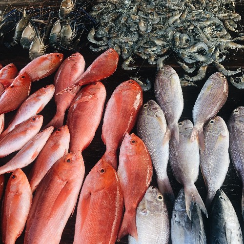 Fresh fish